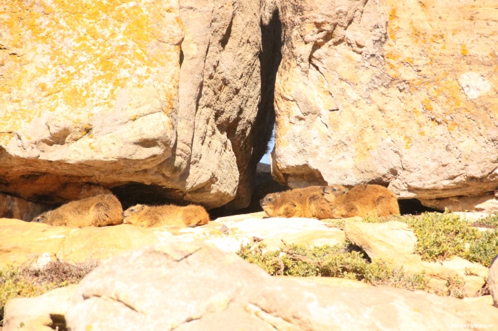 rock-hyraxes-cape-point